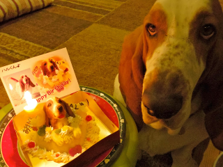 Illustration for article titled All 2013 Lazy HAL The Basset Hound Charmed Me To Death